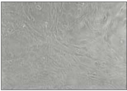 jkacd-27-183-g003.jpg