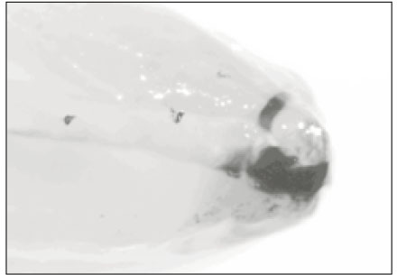 jkacd-27-290-g005.jpg