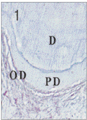 jkacd-27-355-g001.jpg