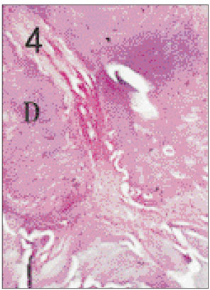 jkacd-27-355-g004.jpg