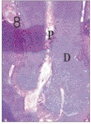 jkacd-27-355-g008.jpg