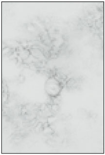 jkacd-27-451-g006.jpg