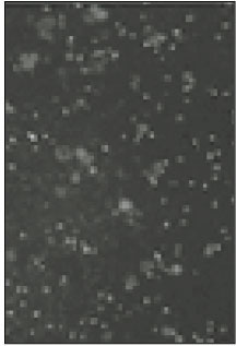 jkacd-27-451-g019.jpg