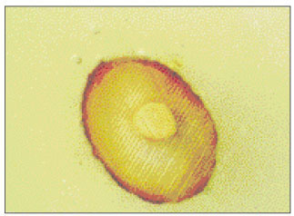jkacd-27-66-g005.jpg