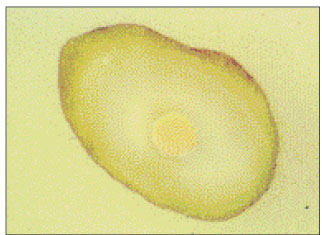 jkacd-27-66-g006.jpg