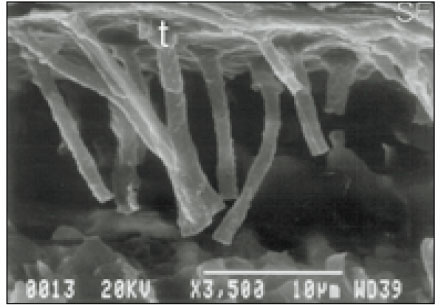 jkacd-28-23-g003.jpg