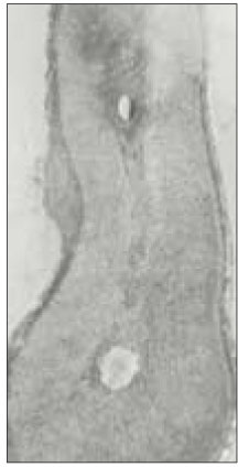 jkacd-28-232-g011.jpg