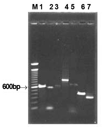 jkacd-28-303-g001.jpg