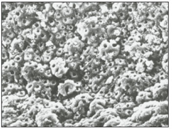 jkacd-28-50-g005.jpg