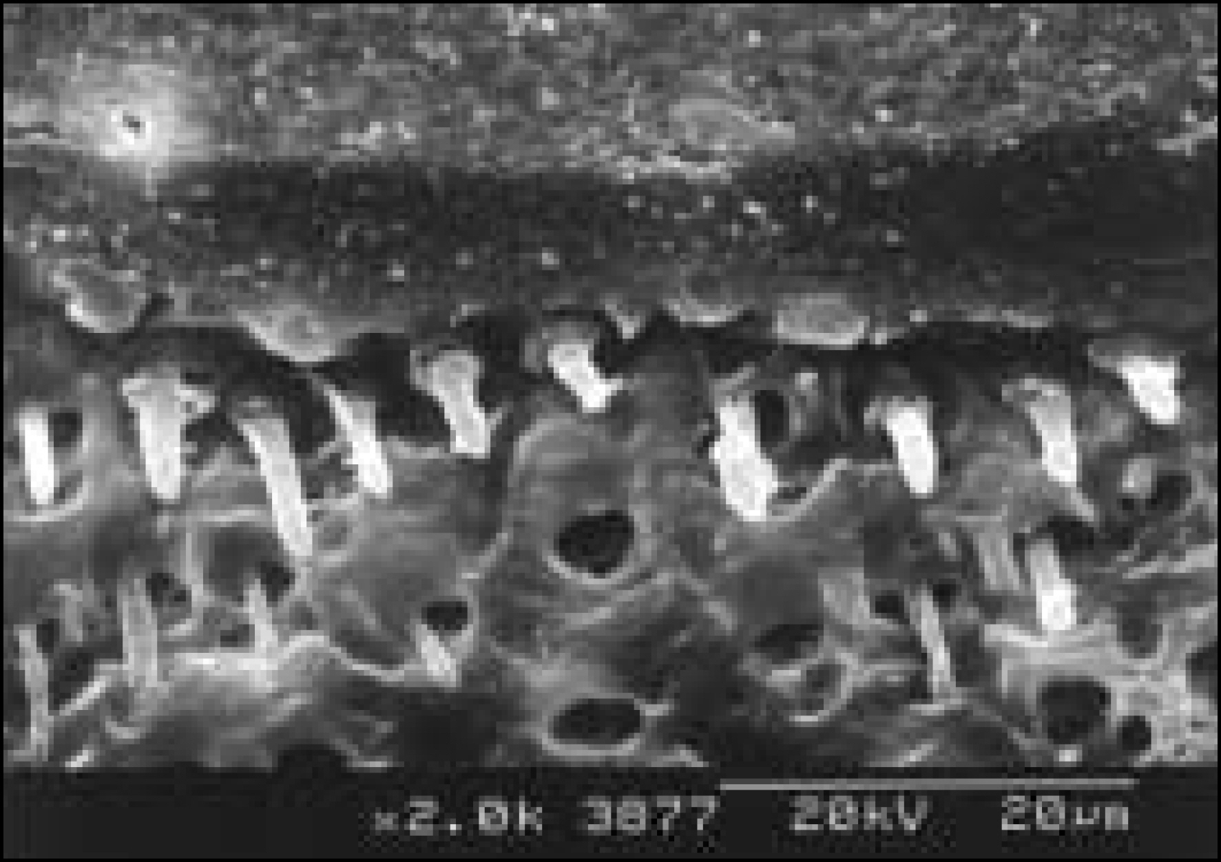 jkacd-29-1f6b.jpg