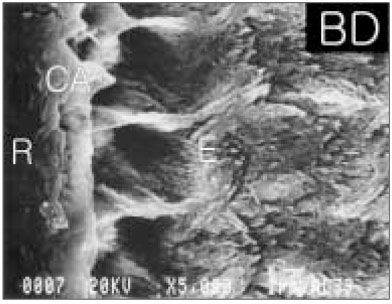 jkacd-29-205-g003.jpg