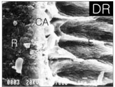 jkacd-29-205-g004.jpg