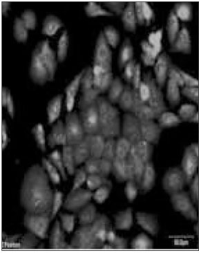 jkacd-29-399-g001.jpg