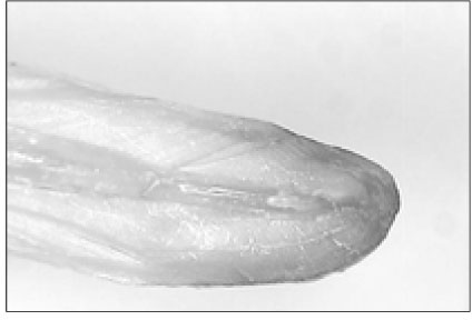 jkacd-33-204-g002.jpg