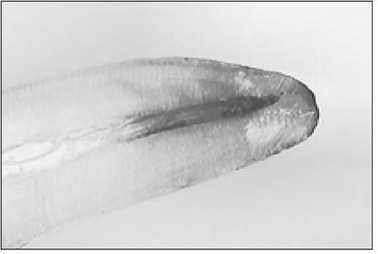 jkacd-33-204-g005.jpg