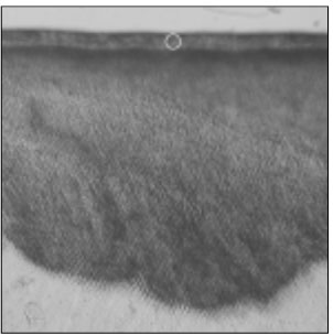 jkacd-33-507-g001.jpg