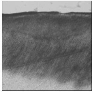 jkacd-33-507-g005.jpg