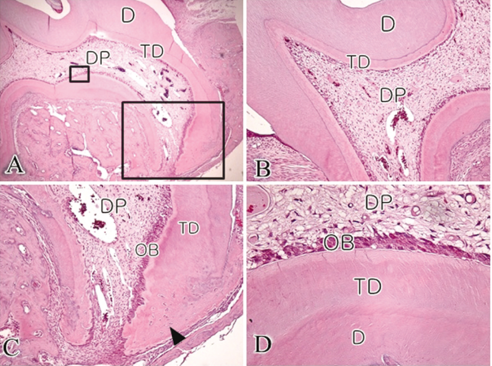 jkacd-35-273-g005.jpg