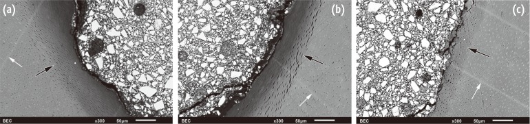 rde-41-255-g003.jpg